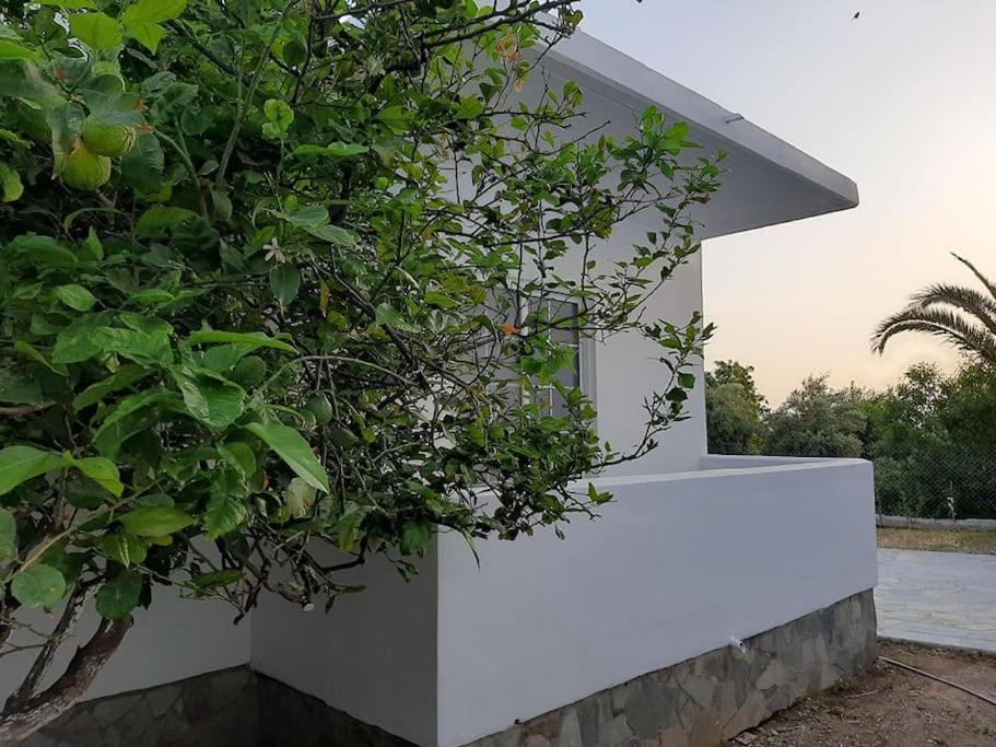 Annika'S Summer Dream Livadia (Tilos) Exterior foto
